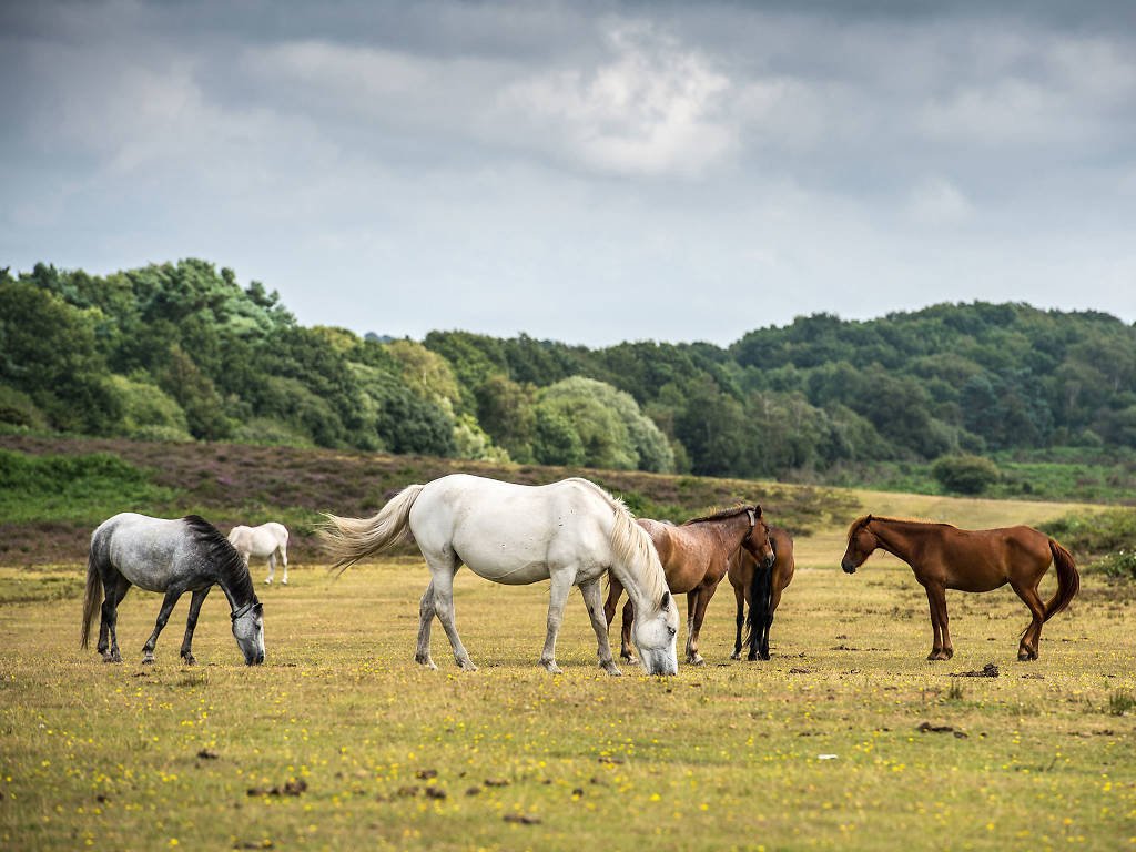 The New Forest Trip