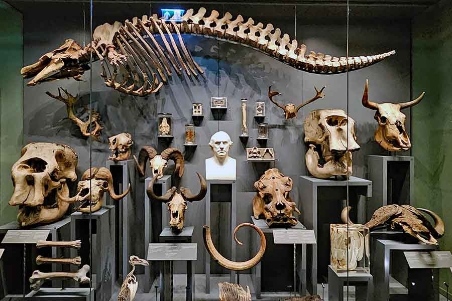 London-to-The-Hunterian-Museum